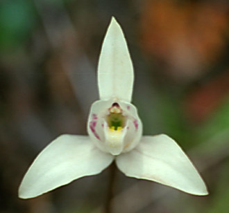 Palomita - Dog Orchid (Codonorchis lessonii)